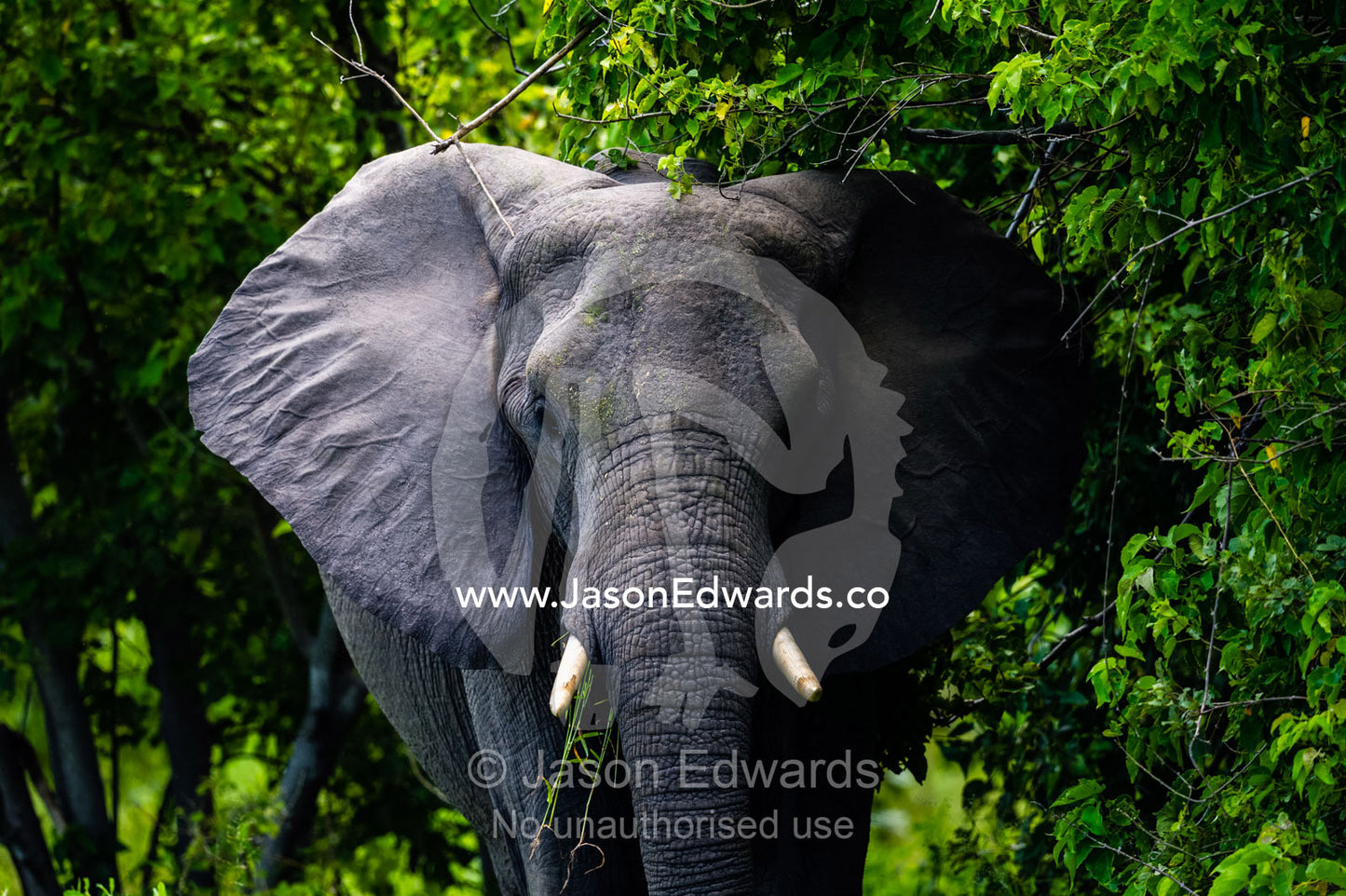 An African Elephant standing at the edge of a forest. Zarafa Camp, Zibadianja Lagoon, Savute Channel, Linyanti, Botswana.