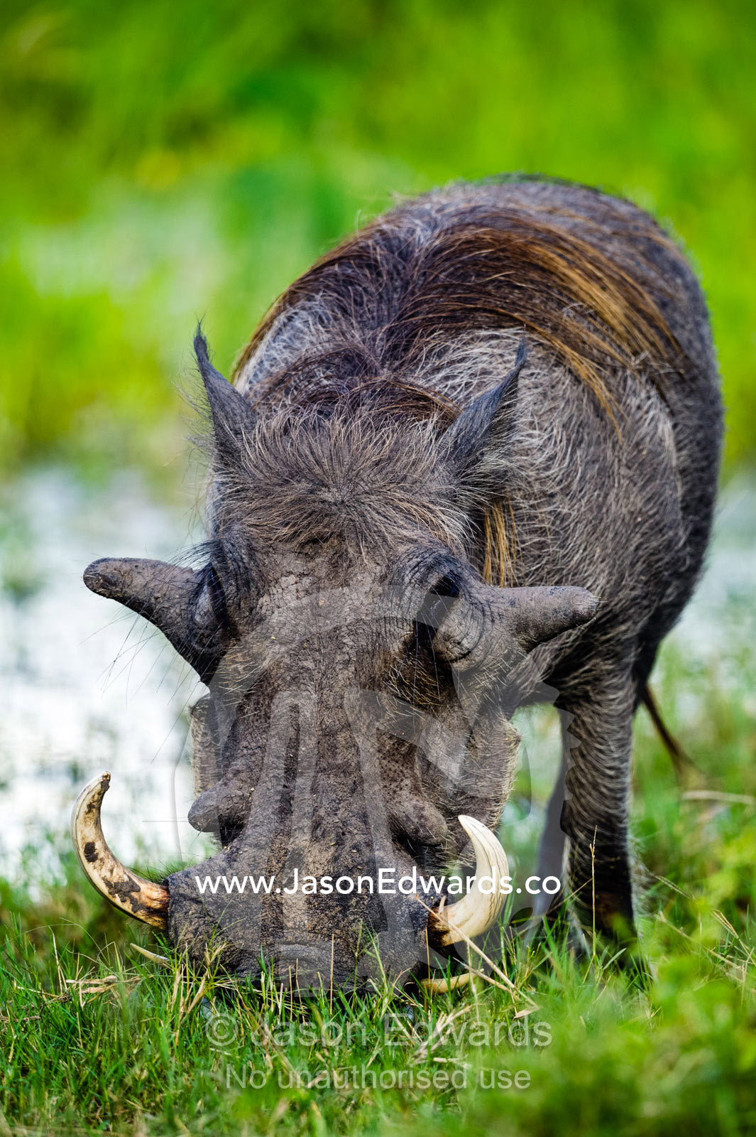The large lumps on the face of a male Warthog grazing on grass. Zarafa Camp, Zibadianja Lagoon, Savute Channel, Linyanti, Botswana.