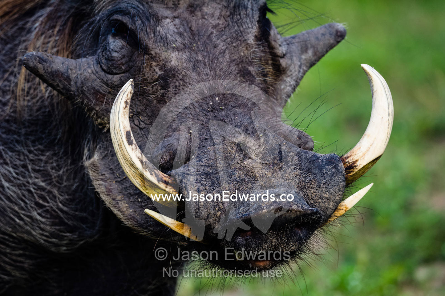 The large lumps on the face of a male Warthog and it's razor-sharp tusks. Zarafa Camp, Zibadianja Lagoon, Savute Channel, Linyanti, Botswana.