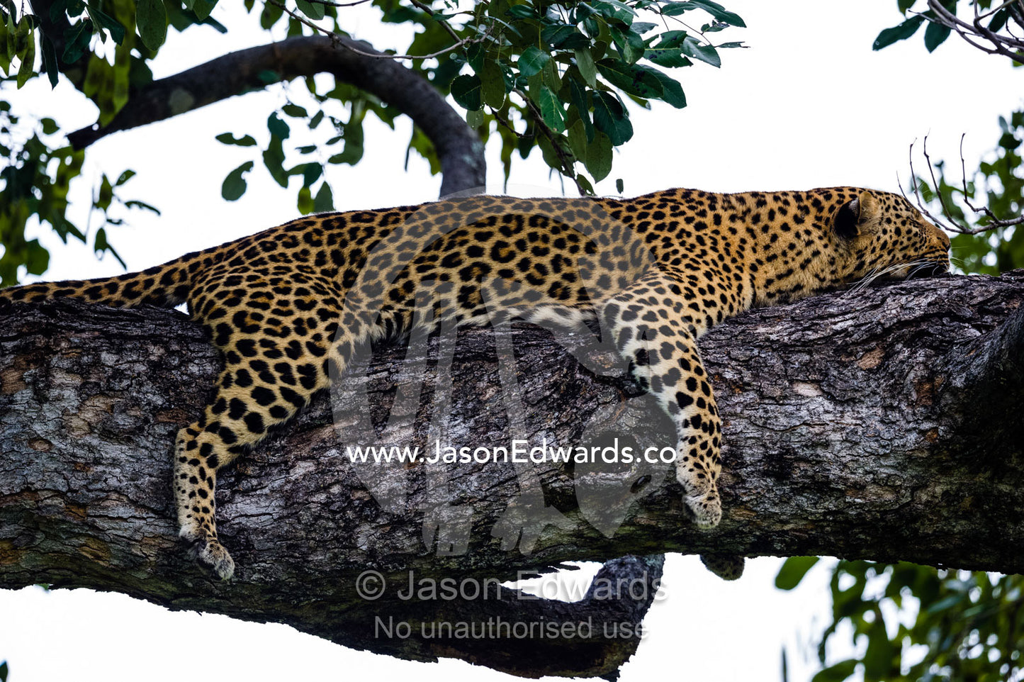 An African Leopard sleeping on a branch in the canopy of a tree. Zarafa Camp, Zibadianja Lagoon, Savute Channel, Linyanti, Botswana.