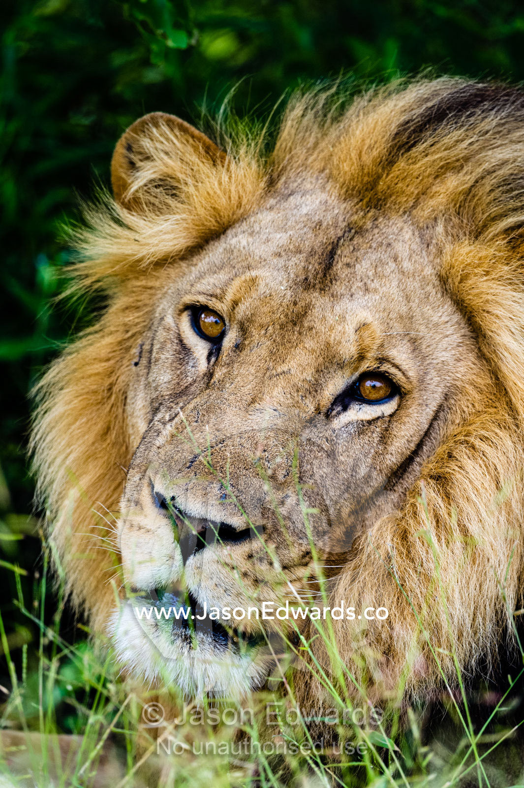 A male African Lion with a shaggy mane looking over his shoulder at the camera. Selinda Reserve, Linyanti Region, Northern Botswana.