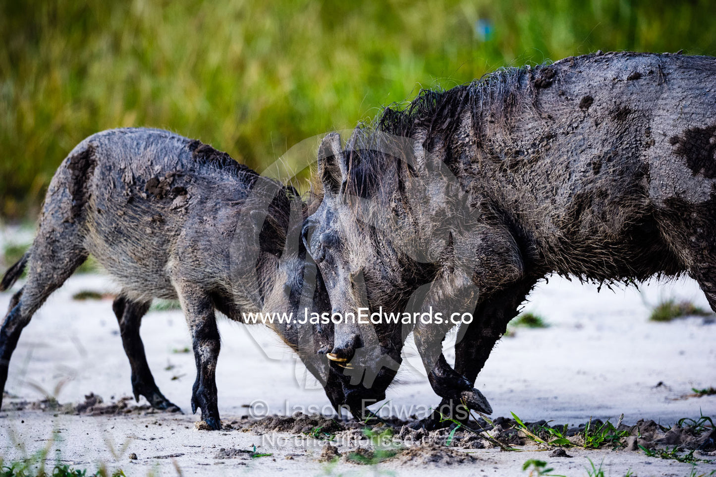 An adult Warthog fighting a young Warthog in a mock battle. Selinda Reserve, Linyanti Region, Northern Botswana.