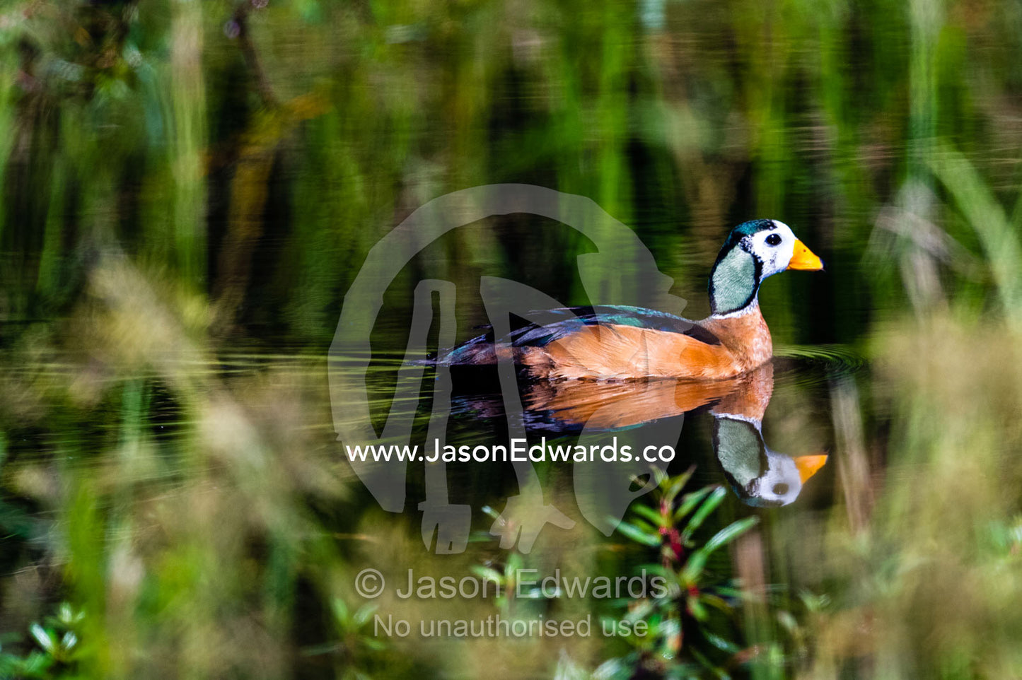 A colorful African Pygmy Goose swimming across the still surface of a wetland. Selinda Spillway, Selinda Reserve, Linyanti Region, Northern Botswana.