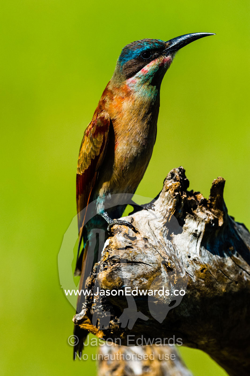 A juvenile Carmine Bee-eater roosting on a branch. Selinda Reserve, Linyanti Region, Northern Botswana.