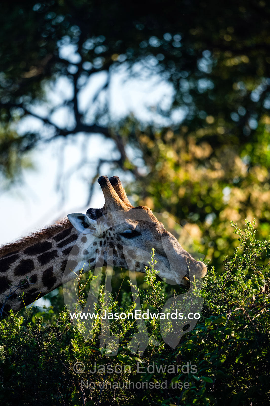 A Cape Giraffe eating leaves from a shrub. Selinda Reserve, Linyanti Region, Northern Botswana.