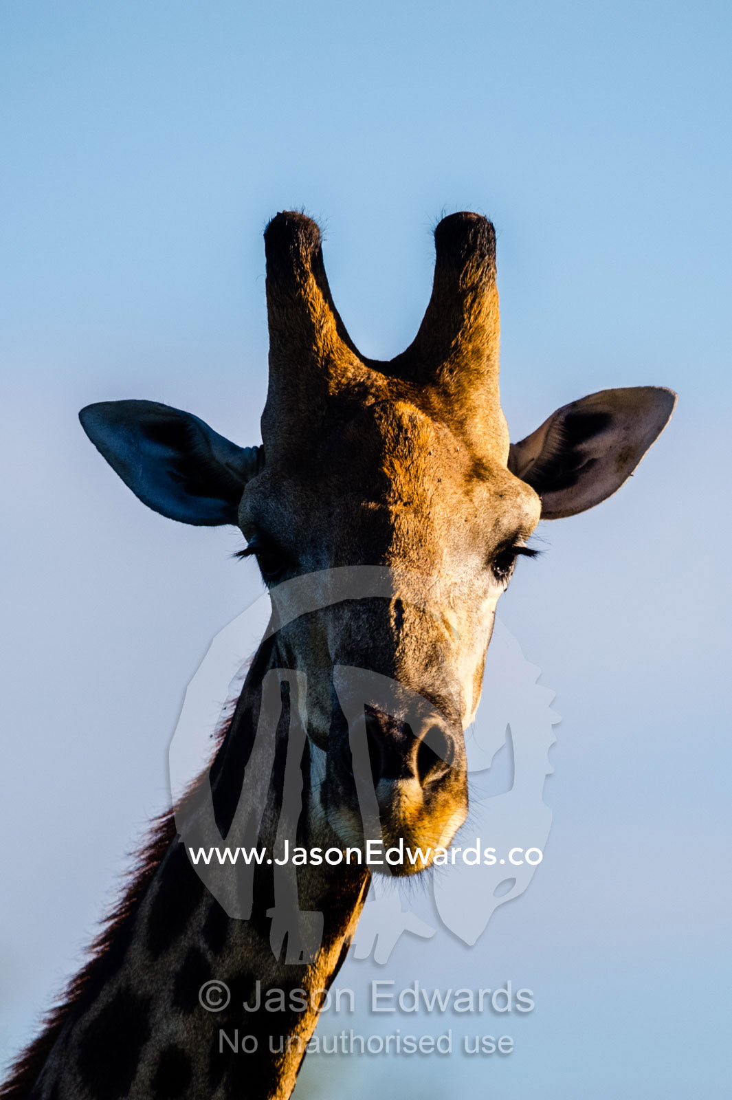 The face of a Cape Giraffe listening with large ears. Selinda Reserve, Linyanti Region, Northern Botswana.