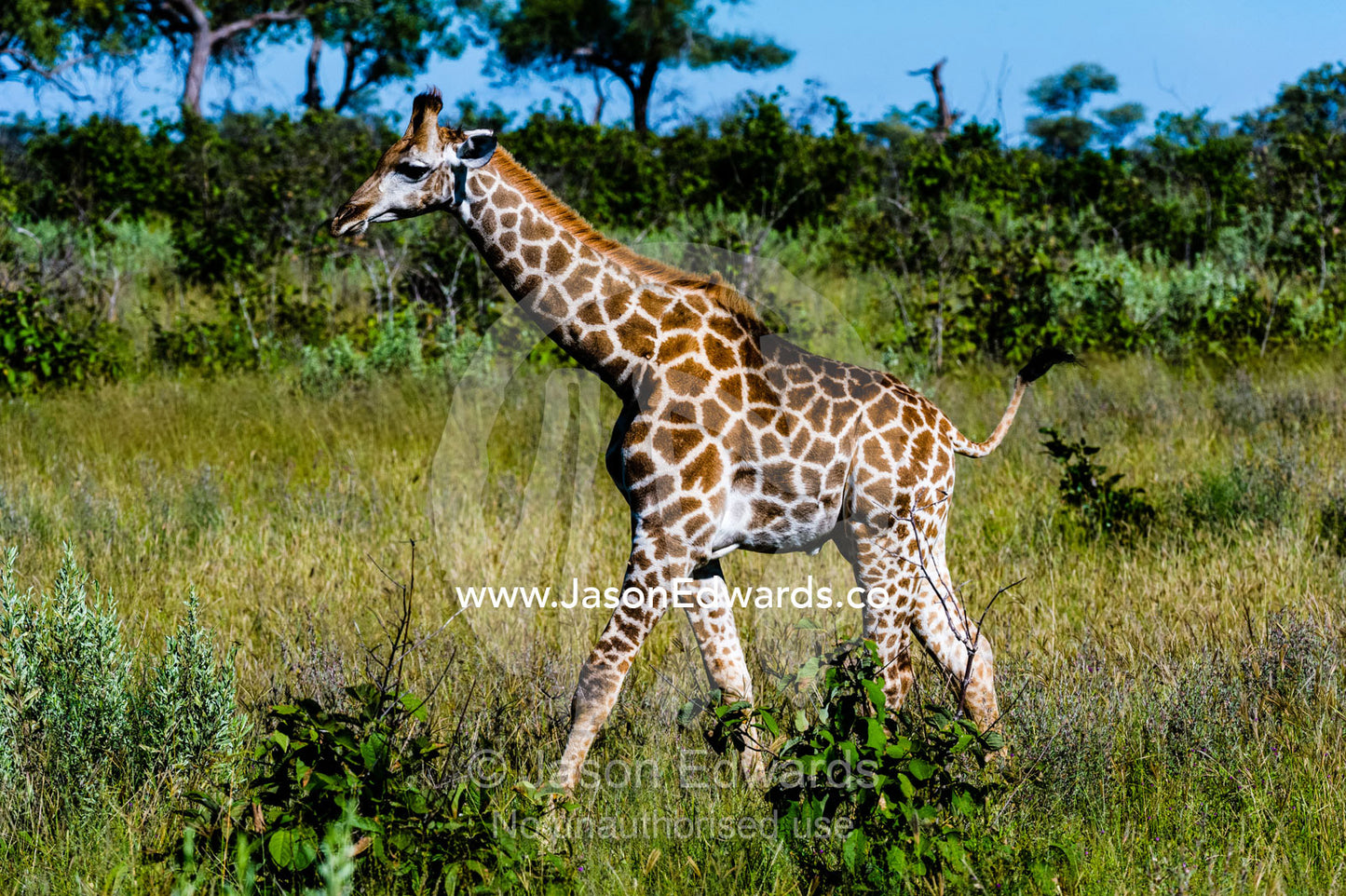 A Giraffe striding across a grassland. Selinda Reserve, Linyanti Region, Northern Botswana.