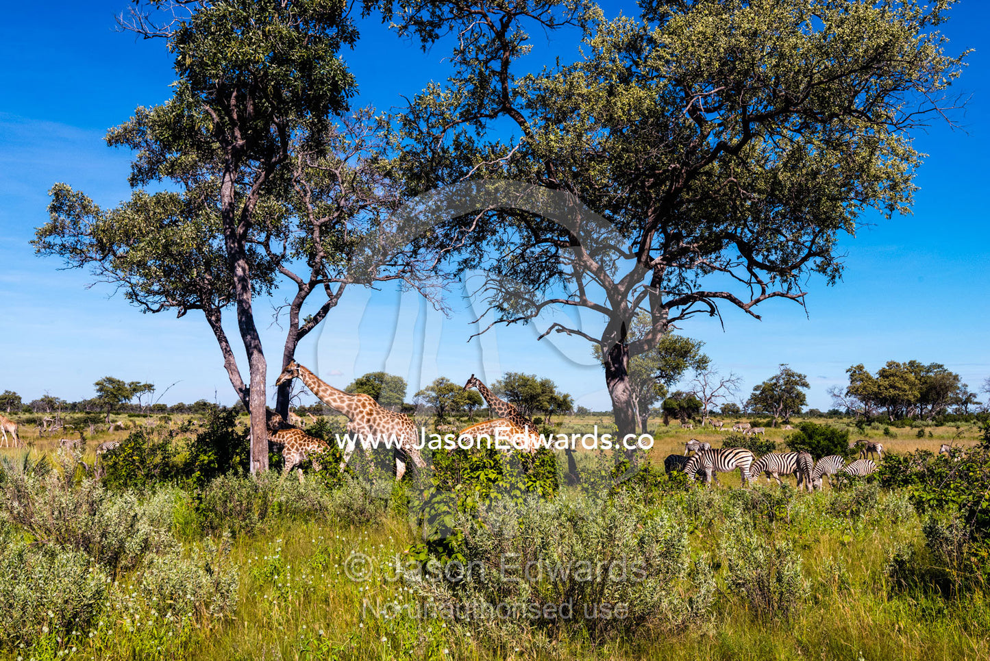 A herd of Giraffe and Burchell's Zebra on a lush floodplain. Selinda Reserve, Linyanti Region, Northern Botswana.