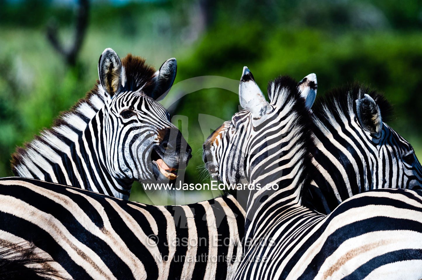 A pair of Burchell's Zebra fighting and biting each other. Selinda Reserve, Linyanti Region, Northern Botswana.