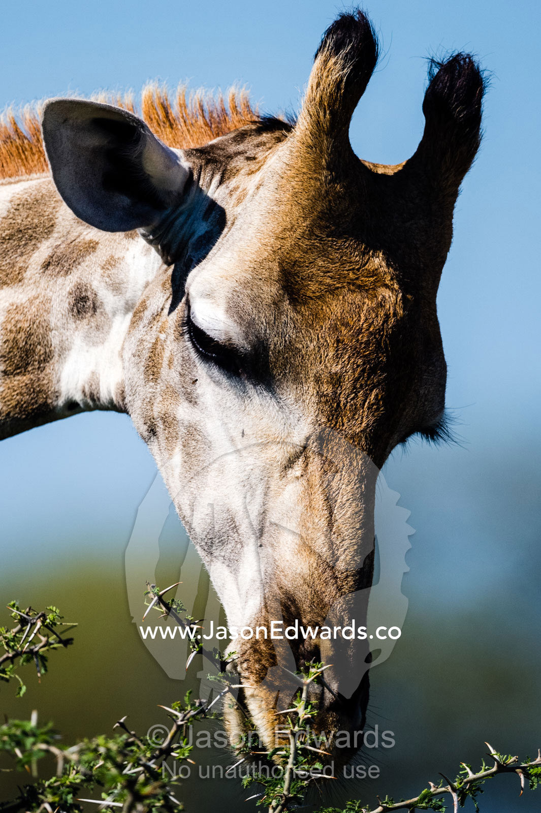 A Giraffe eating the leaves from a thorny acacia shrub. Selinda Reserve, Linyanti Region, Northern Botswana.