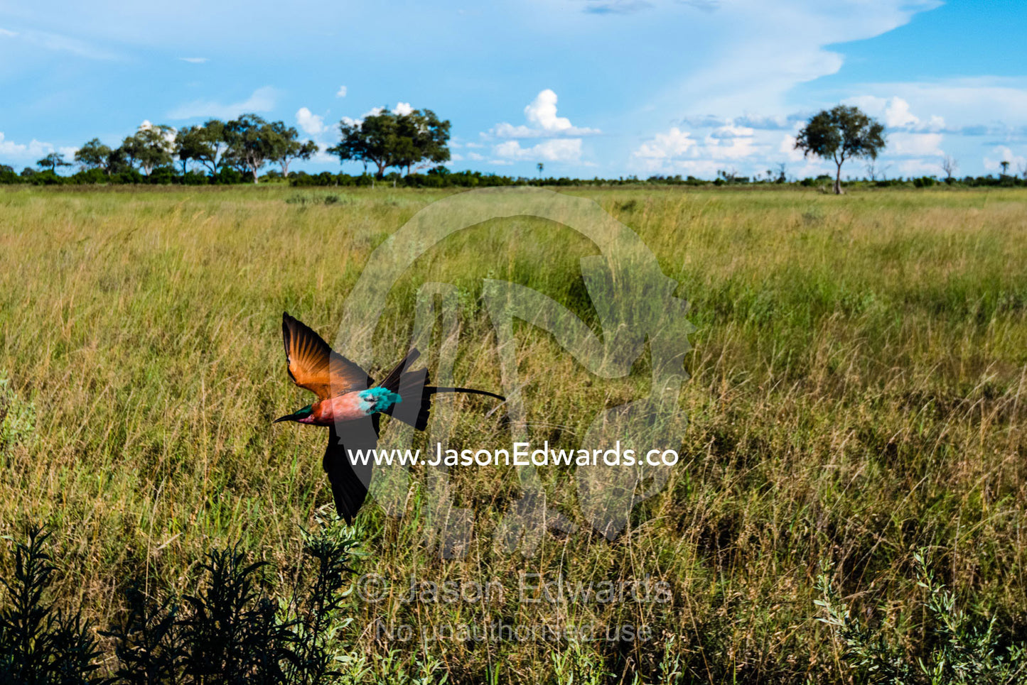 A Carmine Bee-eater flying beside a moving 4wd catching insects that are flushed out. Selinda Reserve, Linyanti Region, Northern Botswana.