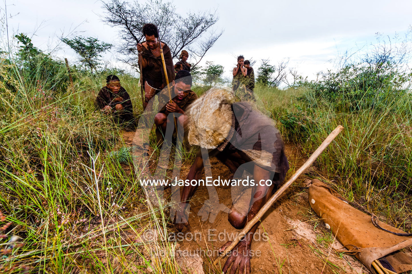 A San Bushmen digging up grass roots for the treatment of dysentery. Kalahari Desert, Botswana.