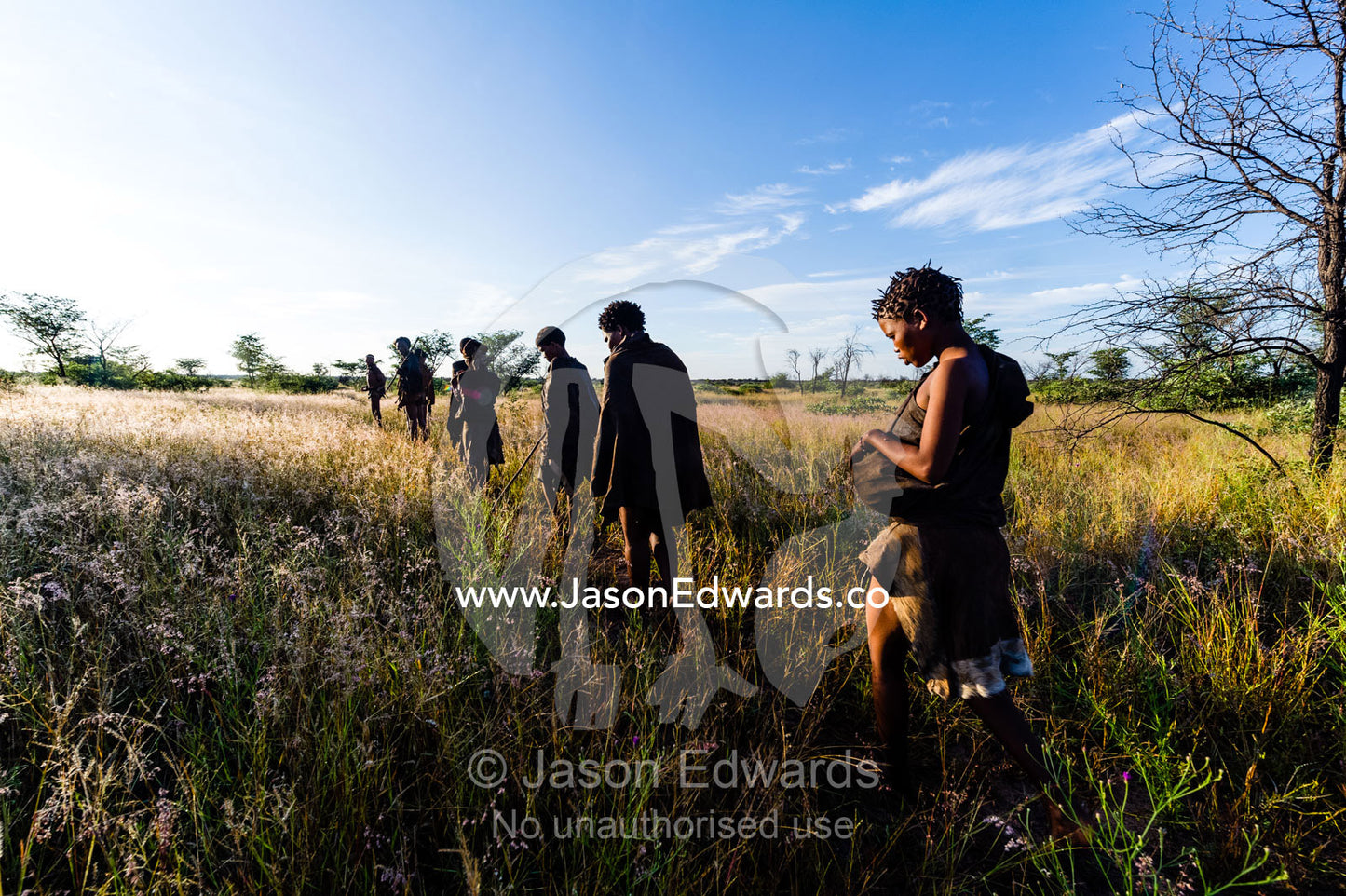 A family of San Bushmen walking through a grassland at dawn to hunt for breakfast. Kalahari Desert, Botswana.