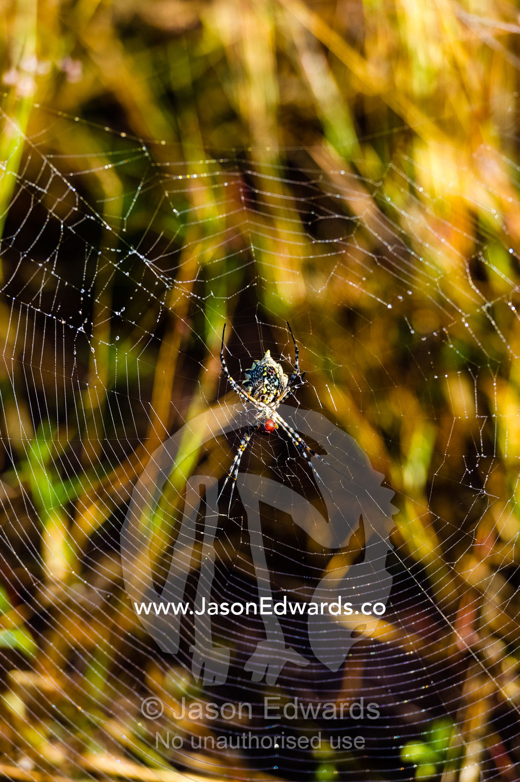 A Black and Yellow Garden Spider clinging to it's web. Kalahari Desert, Botswana.