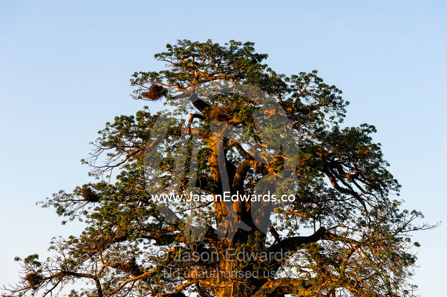 The broad trunk and sprawling canopy of a Baobab tree adapted to life in the desert. Planet Baobab, Makgadikgadi Pans, Botswana.