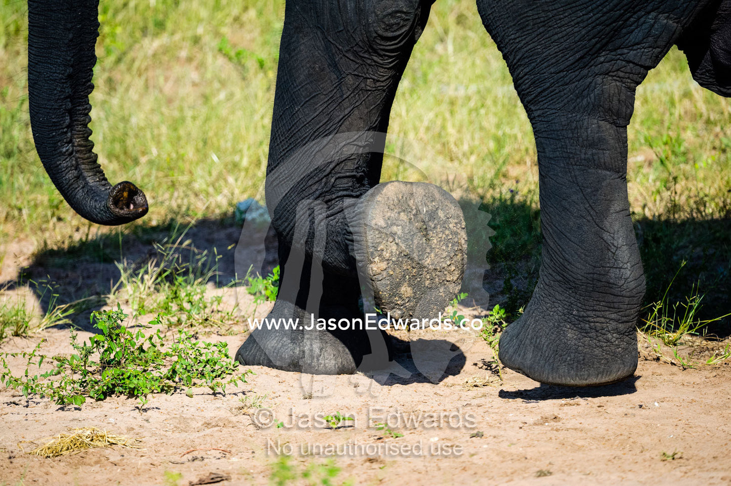 The padded sole of an African Elephant foot walking. Chobe River, Chobe National Park, Botswana.