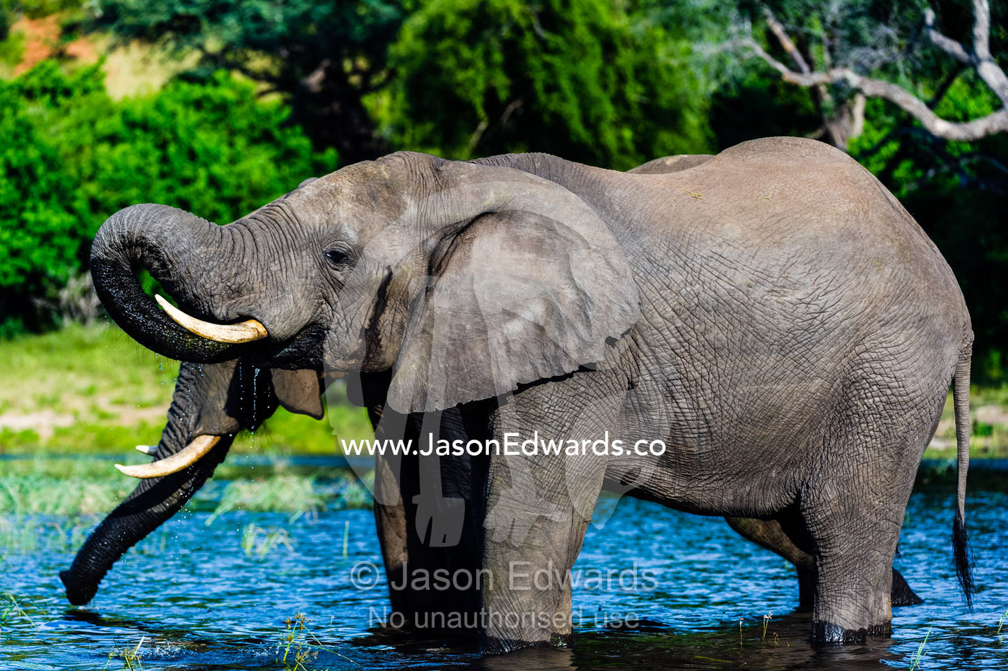 A pair of African Elephants standing in a wetland to drink. Chobe River, Chobe National Park, Botswana.