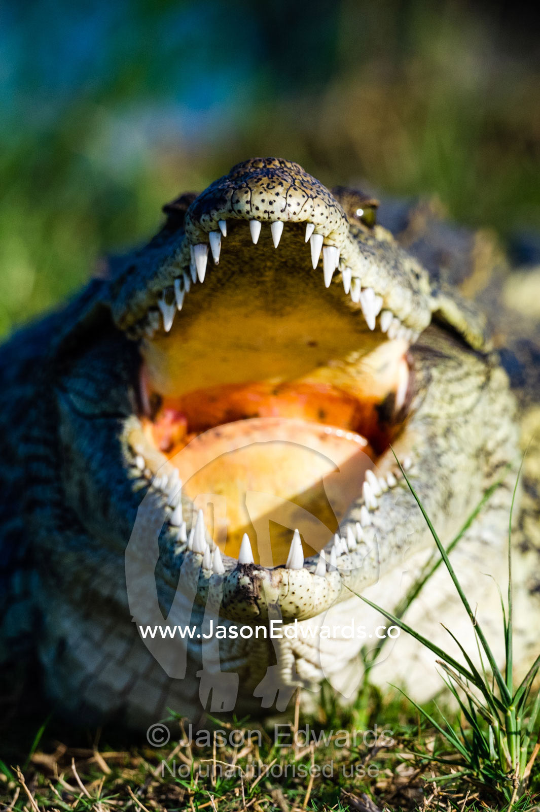The powerful teeth and jaws of a Nile Crocodile sun basking on an island in a river. Chobe River, Chobe National Park, Botswana.
