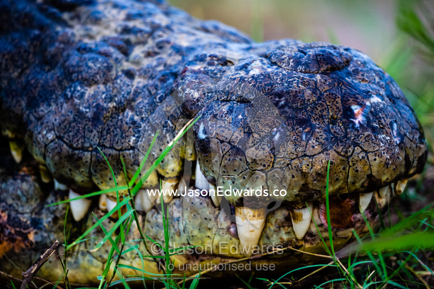 The teeth and scales on the nose of a Nile Crocodile. Chobe River, Chobe National Park, Botswana.