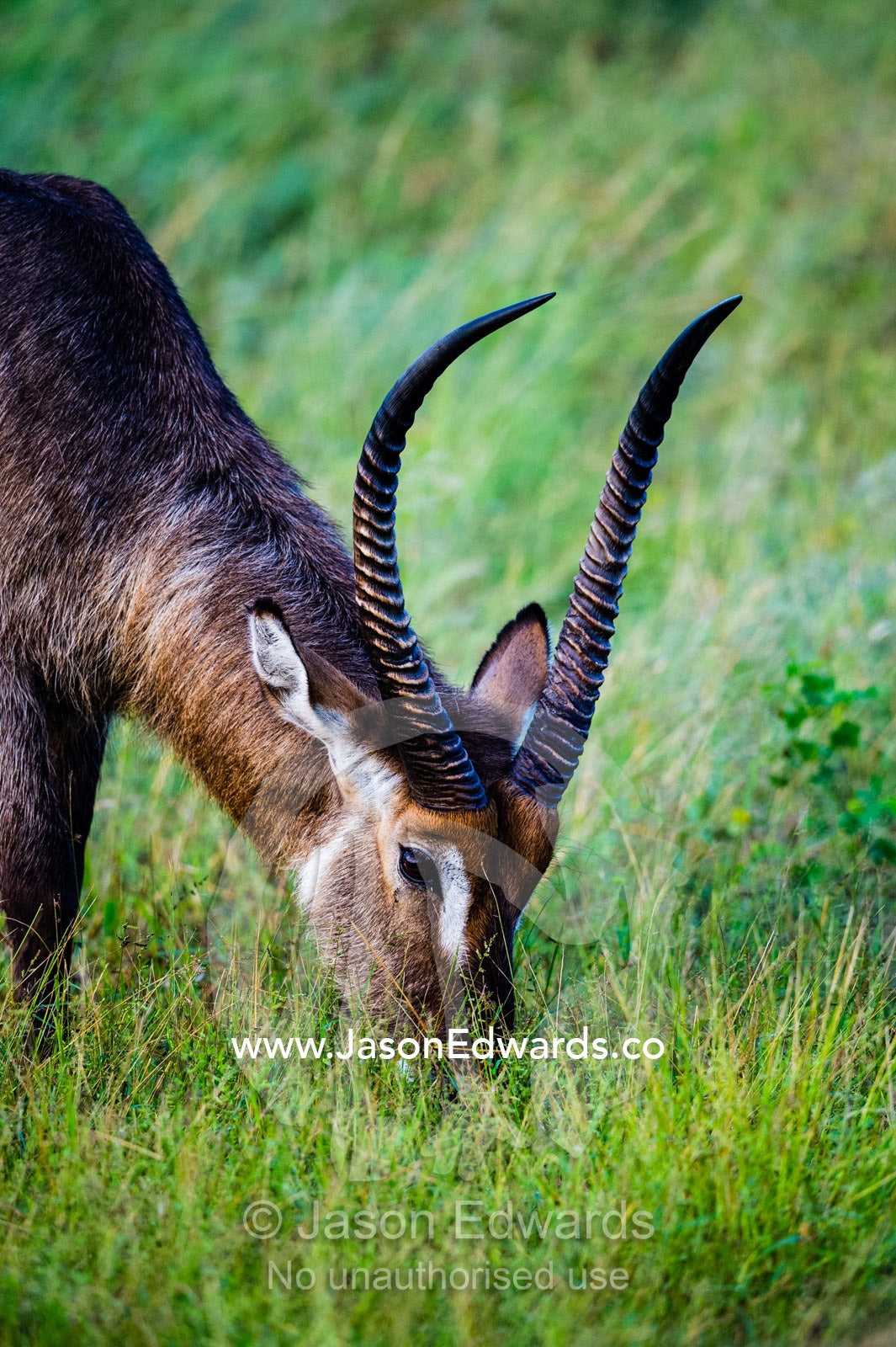 A Common Waterbuck grazing on a grass plain. Chobe National Park, Botswana.