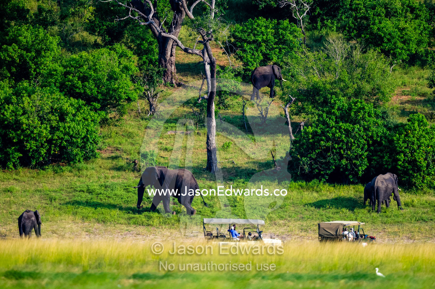 A herd of African Elephants grazing on a floodplain near tourists in 4wd. Chobe River, Chobe National Park, Botswana.