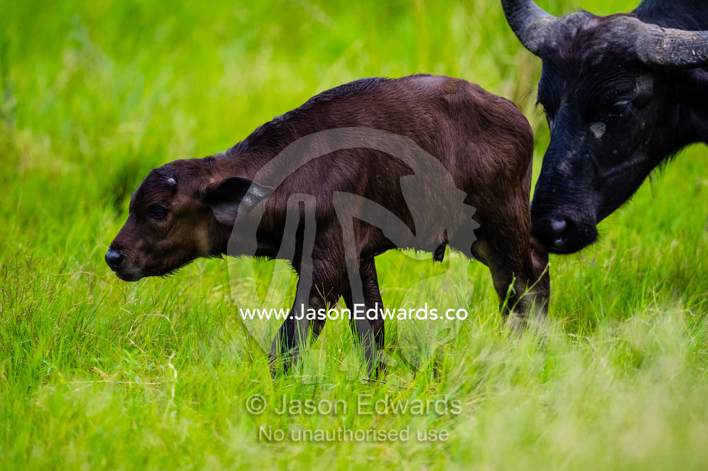 A mother African Buffalo sniffing a newborn calf. Duba Plains Camp, Ngamiland West, Botswana.