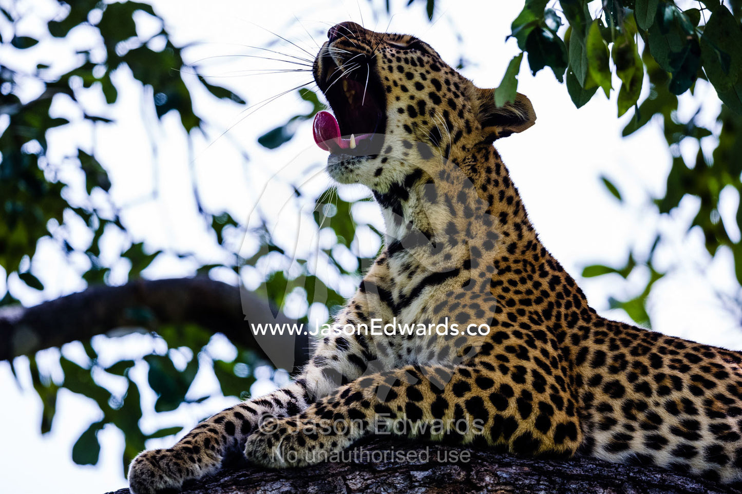 An African Leopard yawning on a branch in the canopy of a tree. Zarafa Camp, Zibadianja Lagoon, Savute Channel, Linyanti, Botswana.