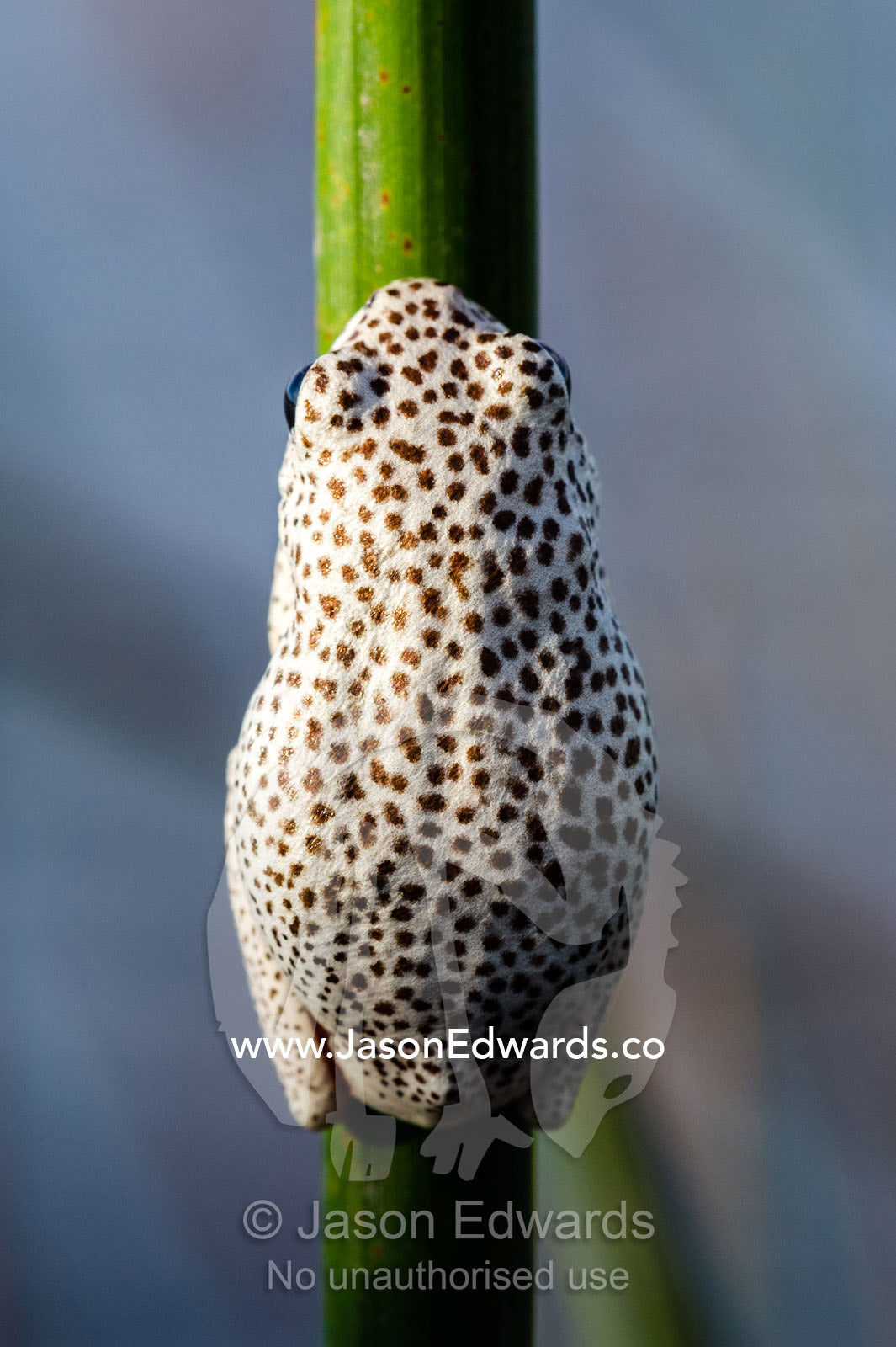 An Marbled Reed Frog clinging to the stalk of a reed in a wetland. Selinda Spillway, Selinda Reserve, Linyanti Region, Northern Botswana.