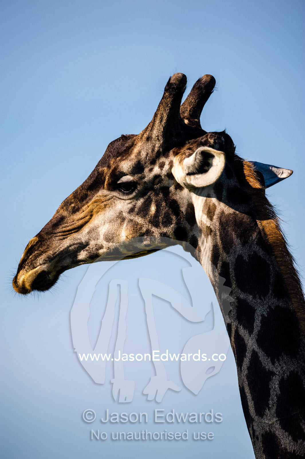 The profile of a male Giraffe with his long velvet horns. Selinda Reserve, Linyanti Region, Northern Botswana.