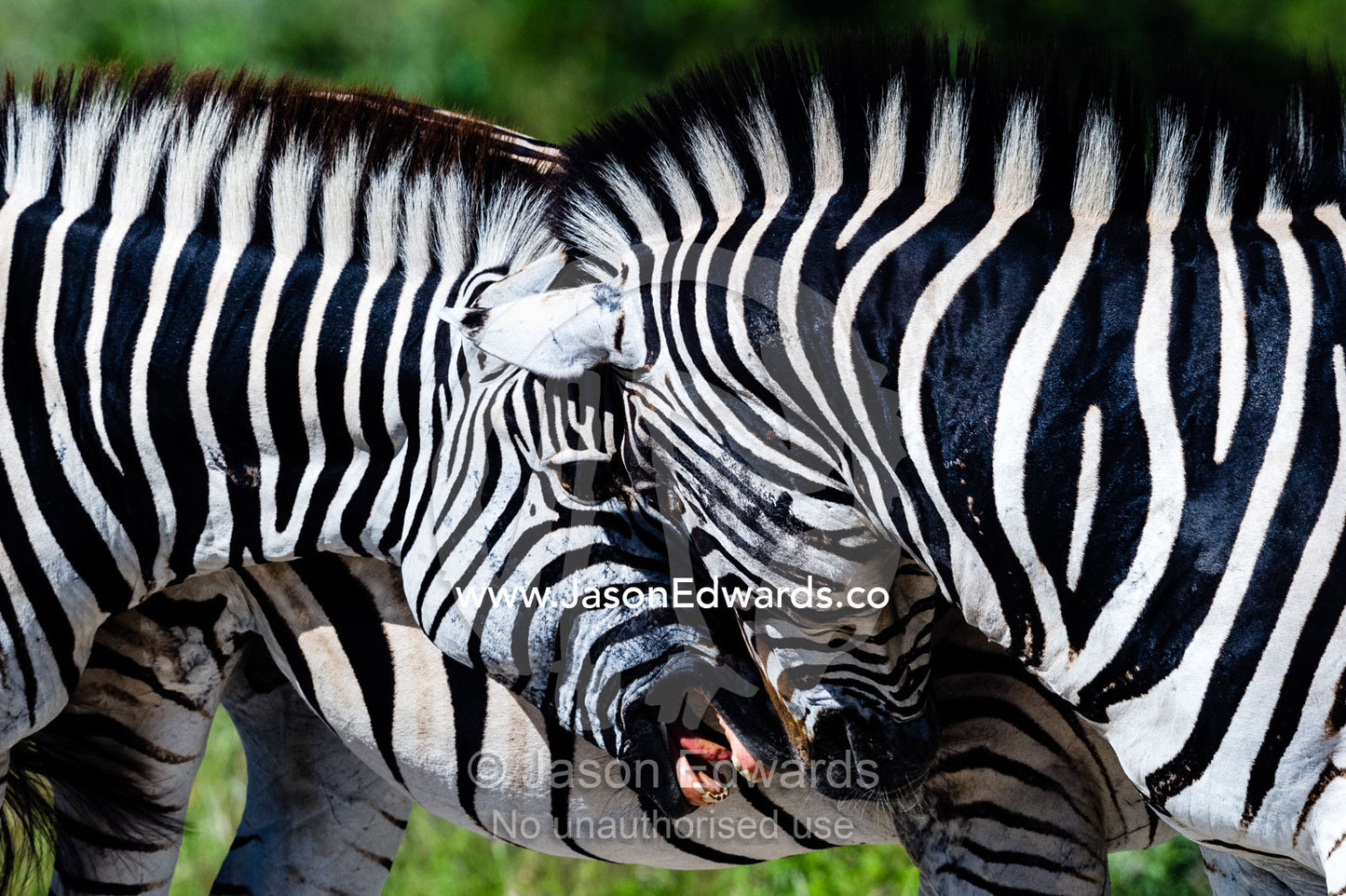 A pair of Burchell's Zebra fighting and biting each other. Selinda Reserve, Linyanti Region, Northern Botswana.