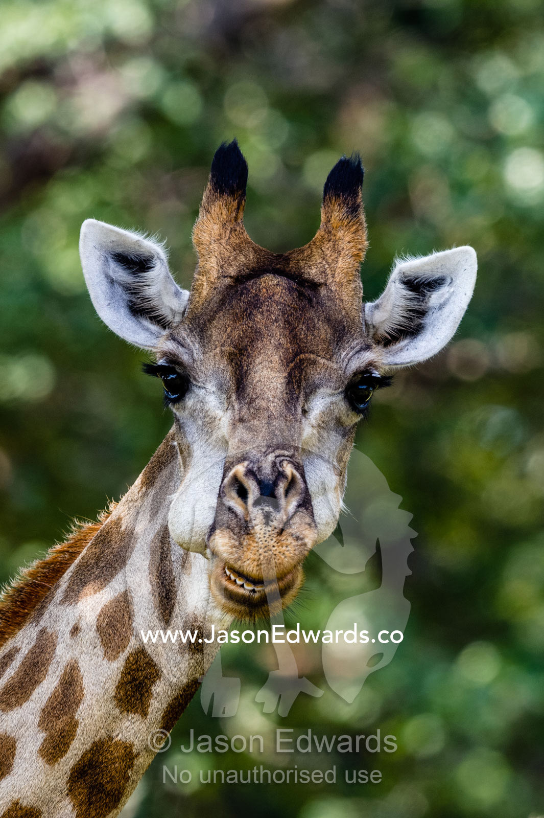 A Giraffe chewing it's cud with it's bolus in it's cheek. Chobe National Park, Botswana.