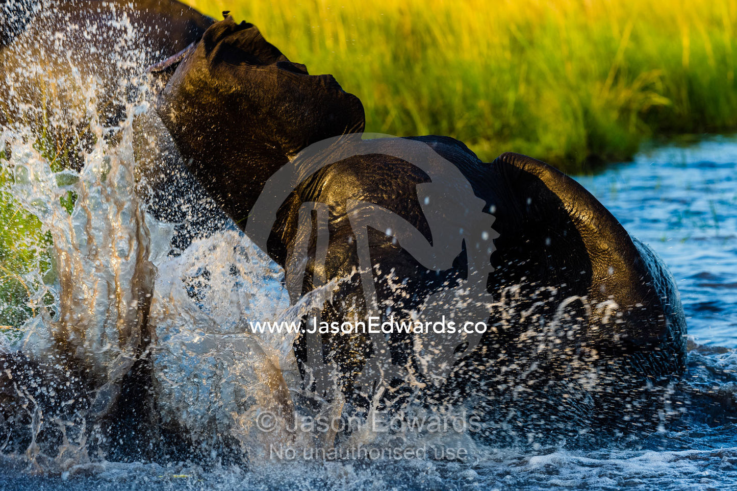 An African Elephant slamming the water with it's trunk in a territorial display. Chobe River, Chobe National Park, Botswana.
