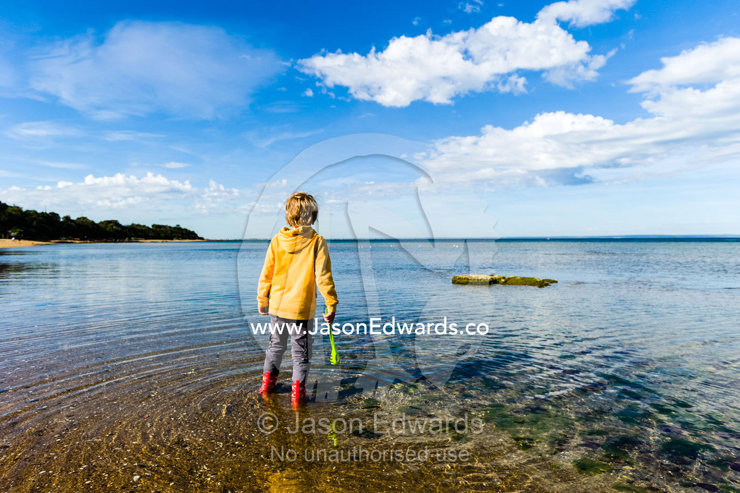 A boy searches for plants and animals in the shallows on a school excursion to the beach. Ricketts Point Marine Sanctuary, Port Phillip Bay, Victoria, Australia.