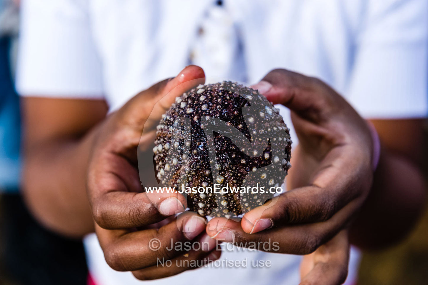 School students on an excursion touch a sea urchin they found on the beach. Ricketts Point Marine Sanctuary, Port Phillip Bay, Victoria, Australia.