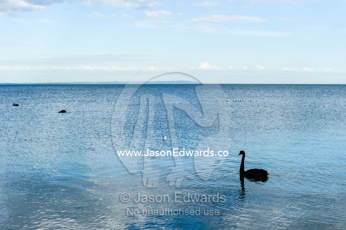 A Black Swan swimming on a calm ocean at low tide. Ricketts Point Marine Sanctuary, Port Phillip Bay, Victoria, Australia.