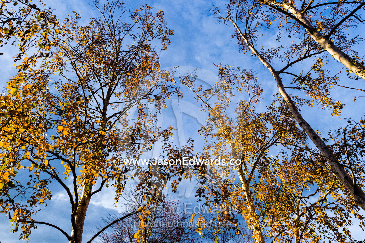 The scraggly canopy of deciduous trees as Autumn leaves fall. Carlton North, Melbourne, Victoria, Australia.