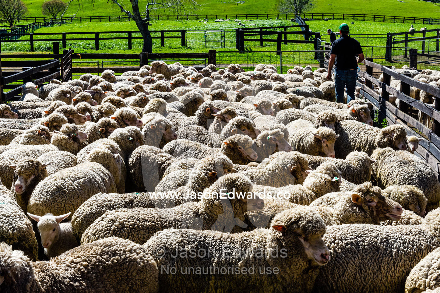 A herd of Merino ewes waiting in a shearing shed pen. Euroa, Strathbogie, Victoria, Australia.