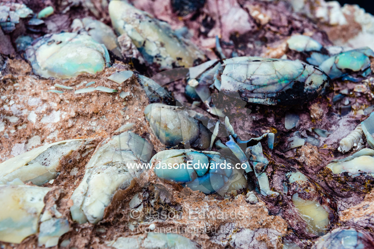 Fossil molluscs from the Cretaceous Period that has turned to opal in the desert. Devon Meadows, Melbourne, Victoria, Australia.