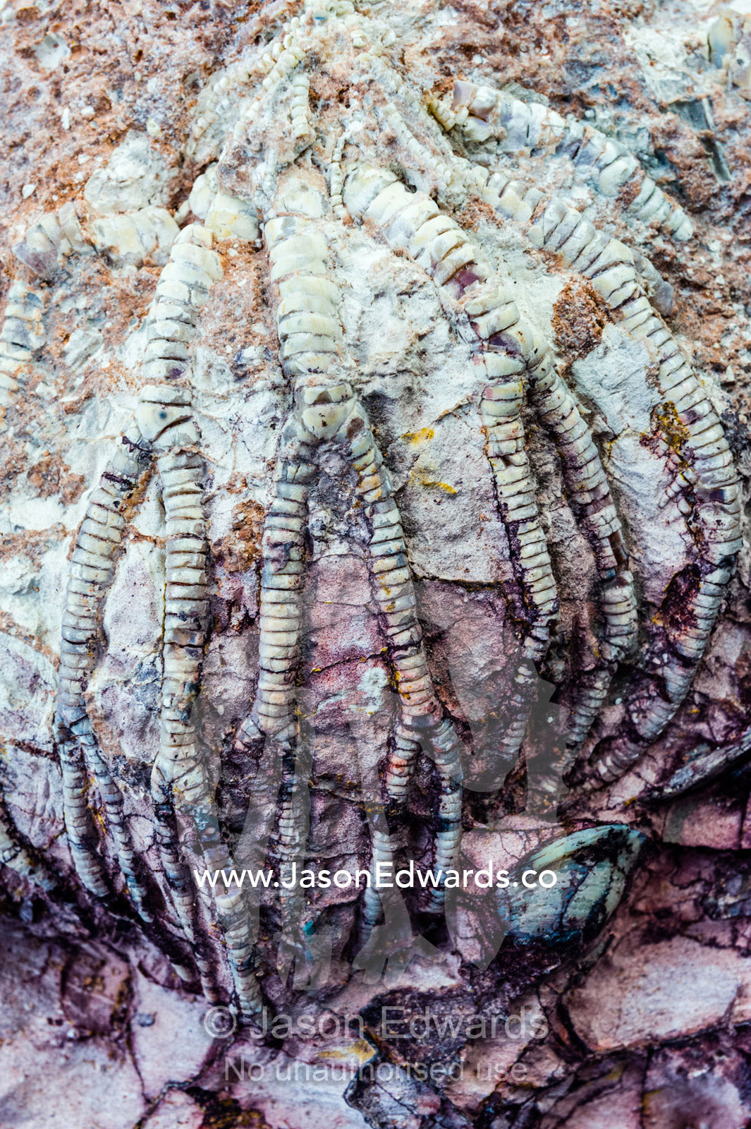 The segmented tendrils of a crinoid fossil from the Cretaceous Period that has turned to opal in the desert. Devon Meadows, Melbourne, Victoria, Australia.