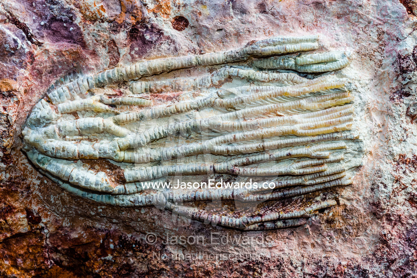 The tendrils of a crinoid fossil from the Cretaceous Period that has turned to opal in the desert. Devon Meadows, Melbourne, Victoria, Australia.