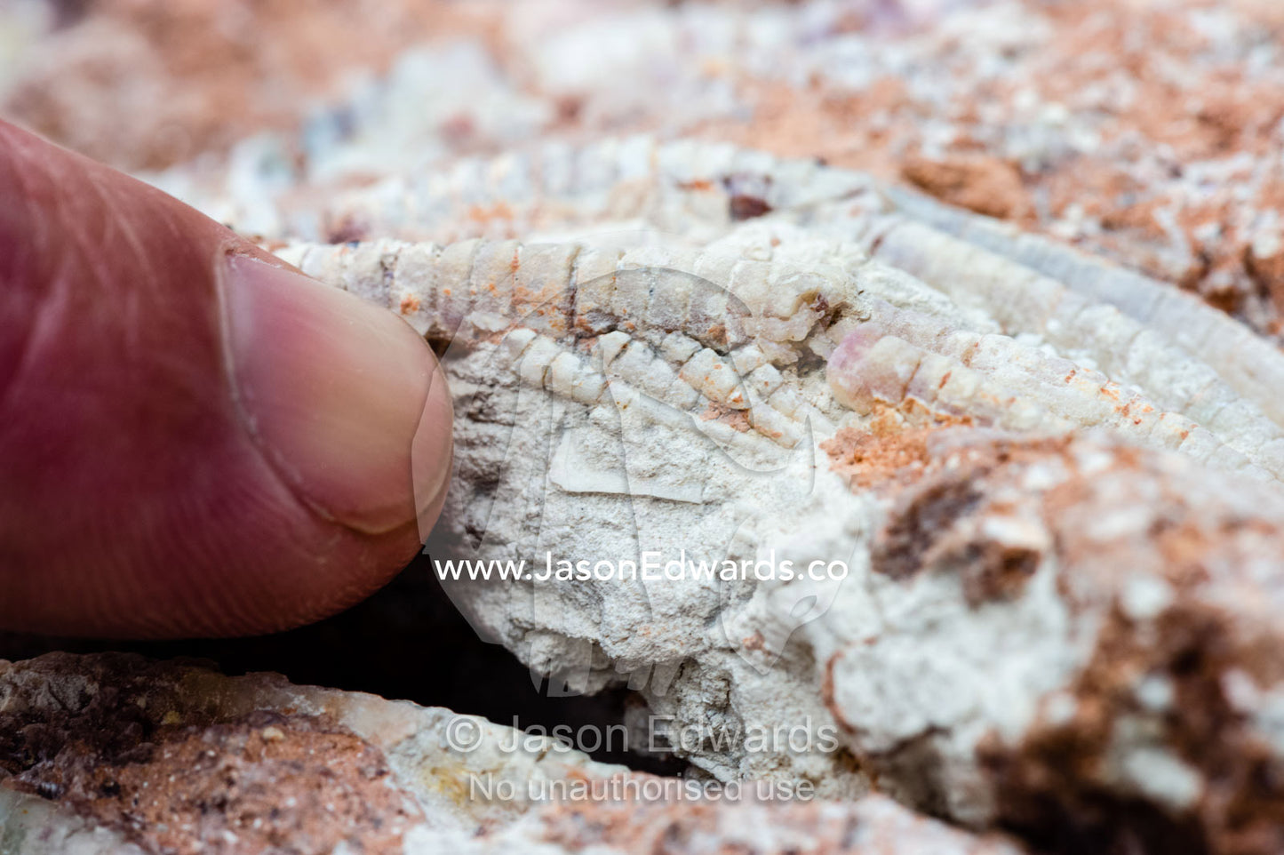 The segmented tendrils of a crinoid fossil from the Cretaceous Period that has turned to opal in the desert. Devon Meadows, Melbourne, Victoria, Australia.