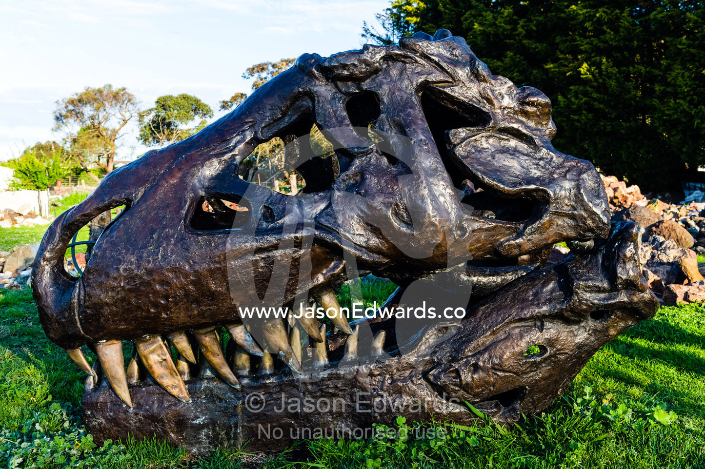 A bronze cast of a Tyrannosaurus rex skull displaying it's enormous canine teeth. Devon Meadows, Melbourne, Victoria, Australia.