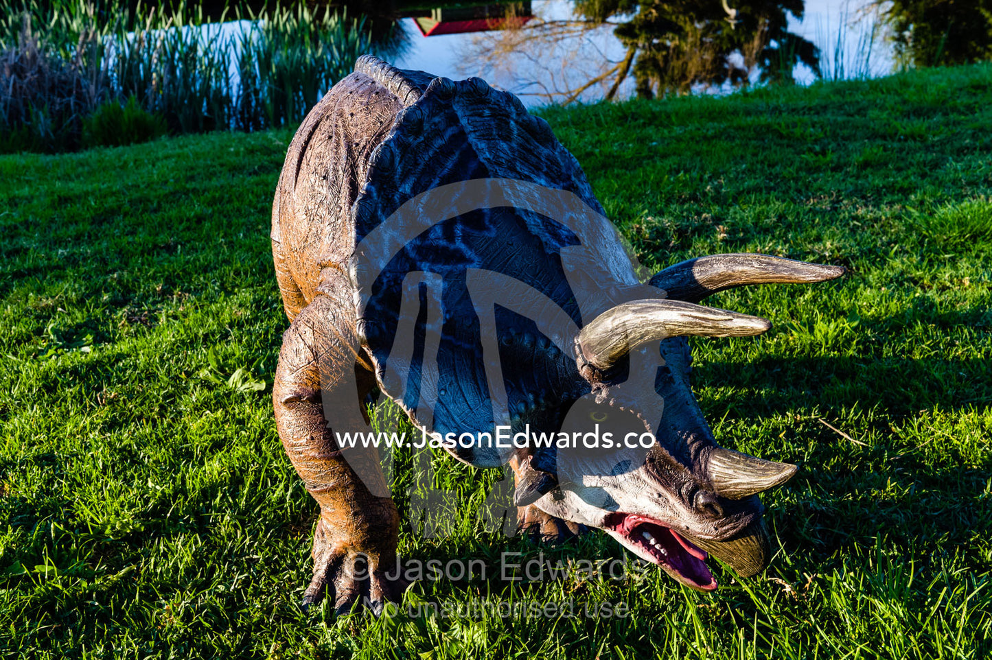 A realistic model of a Triceratops dinosaur with sharp horns in a garden. Devon Meadows, Melbourne, Victoria, Australia.
