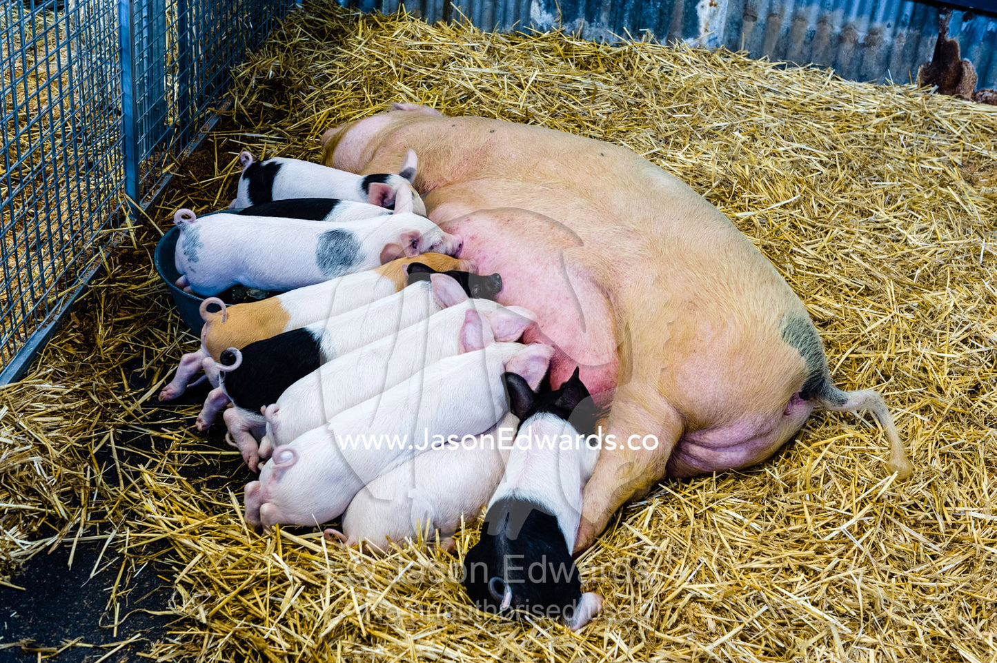 A mother pig suckles her hungry litter of piglets in a petting zoo. Royal Melbourne Show, Flemington, Melbourne, Victoria, Australia.