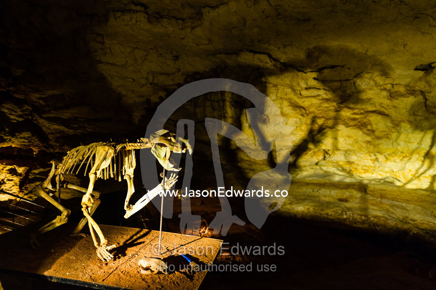 The bones of Megafauna such as Thylacoleo carnifex, Marsupial Lion, found in a fossil deposit. Naracoorte Caves National Park, South Australia, Australia.