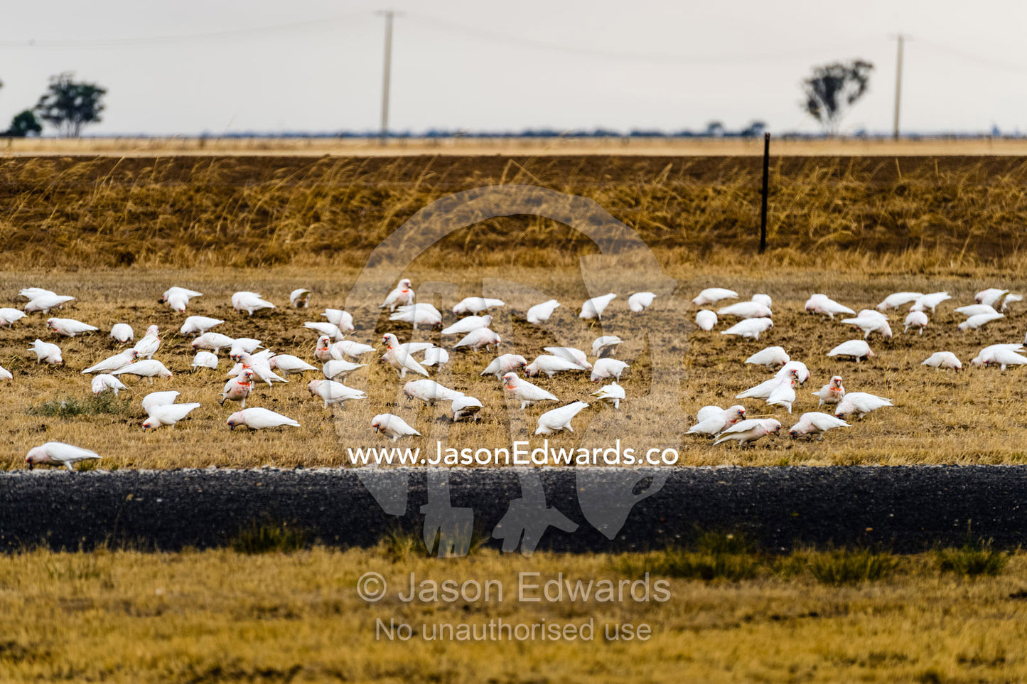 A flock of Long-billed Corellas feed on grass by the roadside. Horsham, Victoria, Australia.