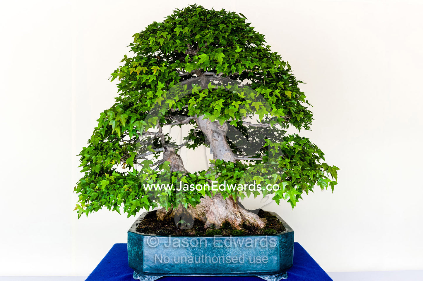 An ancient bonsai tree perfectly pruned and trained by bonsai masters over centuries. Meiji Shrine, Shinto Shrine, Shibuya, Tokyo, Japan.