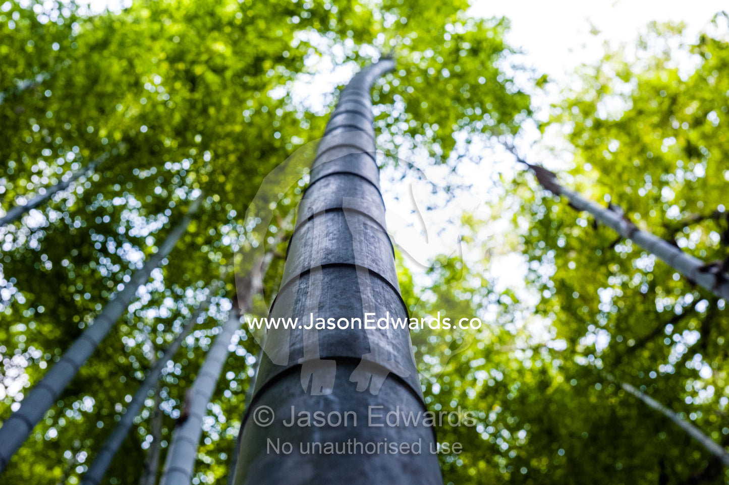 Dappled sunlight passes between the ribbed trunks of a Giant Bamboo forest. Sagano Bamboo Forest, Arashiyama Bamboo Grove, Arashiyama District, Kyoto, Japan.