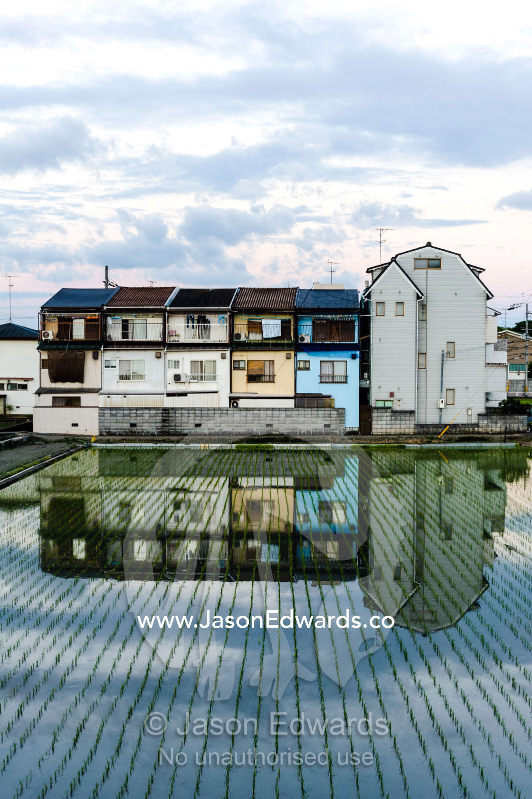 Houses reflected in the still surface of a rice paddy in a Japanese suburb. Arashiyama Bamboo Grove, Arashiyama District, Kyoto, Japan.