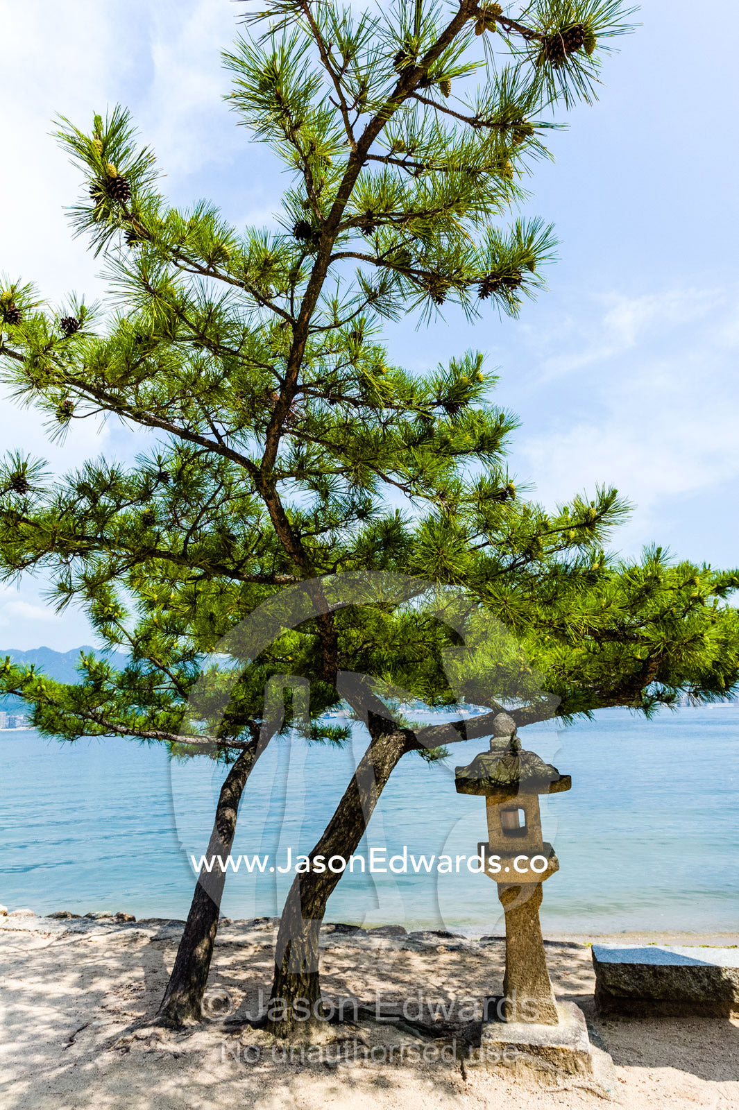 A Japanese stone temple lantern beneath a twisted Black Pine tree at Itsukushima Shrine. Itsukushima Shrine, Miyajima, Itsukushima Island, Inland Sea of Japan, Hiroshima Bay, Japan.